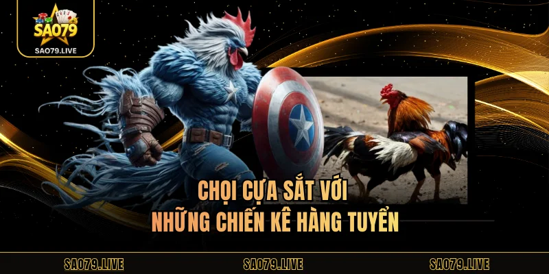 Chọi cựa sắt với những chiến kê hàng tuyểnChọi cựa sắt với những chiến kê hàng tuyển